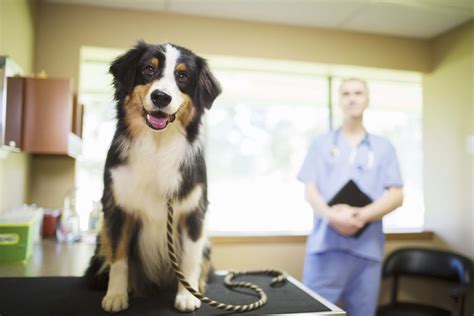 angel pet hospital|angel pet hospital shoreline wa.